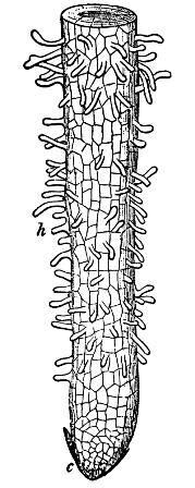 Drawing of root tip, showing young root hairs.